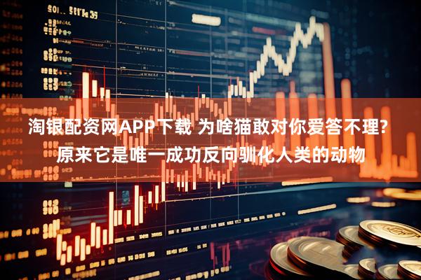 淘银配资网APP下载 为啥猫敢对你爱答不理? 原来它是唯一成功反向驯化人类的动物